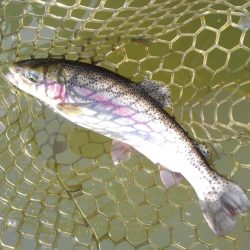 大安トラウトレイク釣果